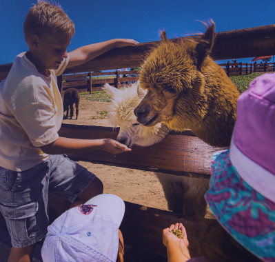 Animal world